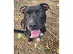 Adopt Ophelia (mcas) a American Pit Bull Terrier / Mixed dog in Troutdale