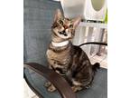 Adopt Jasper a Domestic Shorthair / Mixed cat in Atascadero, CA (38979009)