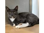 Adopt O'Malley a Domestic Shorthair / Mixed cat in San Luis Obispo