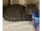 Adopt Jitter Bug a Gray or Blue Domestic Shorthair / Domestic Shorthair / Mixed