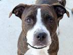 Adopt Rhythm a Brindle Mixed Breed (Large) / Mixed dog in Georgetown