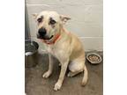 Adopt Carmen a Tan/Yellow/Fawn Shepherd (Unknown Type) / Retriever (Unknown