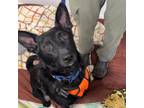 Adopt Howl a Black Norwegian Elkhound / Mixed dog in Madison, WI (38944594)