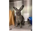 Adopt Mercury a American / Mixed rabbit in Oakland, CA (38960704)