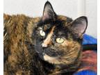 Adopt MARILYN a All Black Domestic Shorthair / Mixed cat in West Seneca