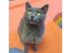 Adopt Bluebell a Gray or Blue Domestic Shorthair / Domestic Shorthair / Mixed