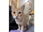 Adopt Brie a Orange or Red Tabby (short coat) cat in Woodbury, NJ (38980258)