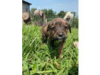 Adopt Twizzler a Black Mixed Breed (Large) / Mixed dog in Springfield