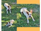 Adopt Croissant a White Australian Cattle Dog / Mixed dog in St.