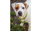 Adopt Peggy Hill a White Mixed Breed (Medium) / Mixed dog in Chamblee