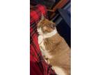 Adopt Donut a Orange or Red (Mostly) American Shorthair / Mixed (medium coat)