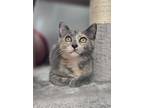 Adopt Hope a Gray or Blue Domestic Shorthair / Domestic Shorthair / Mixed cat in