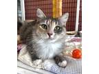 Adopt Fluff a Gray or Blue Domestic Mediumhair / Domestic Shorthair / Mixed cat
