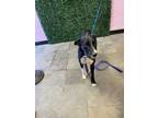 Adopt Frankie a Black Labrador Retriever / Mixed dog in El Paso, TX (38979722)