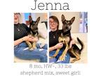 Adopt Jenna a Mixed Breed (Medium) / Mixed dog in Albany, GA (38979607)