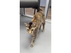 Adopt Kaitlin a Tortoiseshell Domestic Shorthair / Mixed (short coat) cat in
