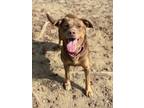 Adopt Makia a Brown/Chocolate Labrador Retriever / Mixed dog in Augusta