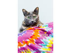 Adopt Izzy a Gray or Blue Domestic Shorthair / Domestic Shorthair / Mixed cat in