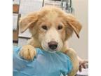 Adopt Taffy a Mixed Breed (Medium) / Mixed dog in Rancho Santa Fe, CA (38978913)