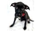 Adopt Isley a Black Terrier (Unknown Type, Small) / Mixed dog in Picayune