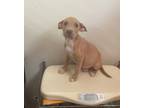 Adopt Ida a Tan/Yellow/Fawn Terrier (Unknown Type, Small) / Mixed dog in