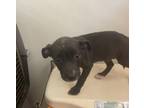 Adopt Imax a Black Terrier (Unknown Type, Small) / Mixed dog in Picayune