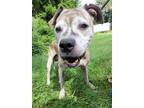 Adopt Popeye a Tan/Yellow/Fawn Mixed Breed (Large) / Mixed dog in Lancaster