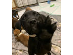 Adopt Dustin a Black Plott Hound / Mixed dog in Henderson, KY (38978265)
