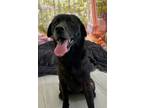 Adopt Luna a Labrador Retriever / Shar Pei / Mixed dog in LAFAYETTE