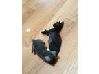 Adopt unnamed a Black (Mostly) Domestic Shorthair / Mixed (short coat) cat in