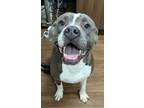 Adopt Robert a Gray/Blue/Silver/Salt & Pepper American Pit Bull Terrier / Mixed