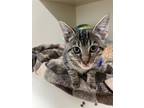 Adopt Marbles a Domestic Shorthair / Mixed (short coat) cat in Bloomington