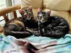 Adopt Dapper & Dittie a Gray, Blue or Silver Tabby Domestic Shorthair / Mixed