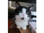 Adopt Thio a Domestic Shorthair / Mixed cat in Colorado Springs, CO (38976586)