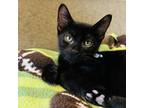 Adopt James a All Black Domestic Shorthair / Mixed cat in Green Bay
