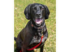Adopt Tarzan a Black Hound (Unknown Type) / Mixed dog in Pequot Lakes