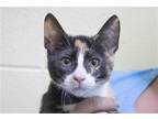 Adopt Twilight a Calico / Mixed cat in Mountain Home, AR (38976578)