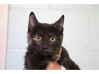Adopt Rylie a Domestic Mediumhair / Mixed cat in Mountain Home, AR (38976572)