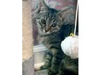 Adopt Salmon a Brown Tabby Domestic Shorthair (short coat) cat in Troy