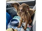 Adopt Donny a Tan/Yellow/Fawn Labrador Retriever / Mixed dog in Denver