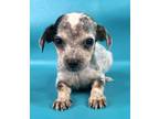 Adopt Baker a Gray/Blue/Silver/Salt & Pepper Beagle / Mixed dog in Morton Grove