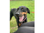 Adopt Deuce (Main Campus) a Black Doberman Pinscher / Mixed dog in Louisville