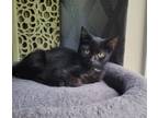 Adopt Fish a All Black Domestic Shorthair (short coat) cat in Troy