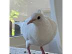 Adopt Pistachio a White Dove bird in San Francisco, CA (38975789)