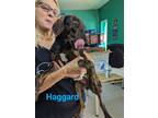 Adopt Haggard a Brindle Plott Hound / Mixed dog in Franklin, NC (38975797)