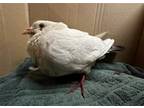 Adopt Baby Girl a White Pigeon bird in San Francisco, CA (38931280)