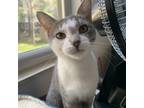Adopt Darryl - Foster a Gray or Blue Domestic Shorthair / Mixed cat in Walker