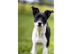 Adopt Jumper a Black - with White Rat Terrier / Fox Terrier (Smooth) dog in