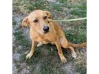 Adopt Molly a Red/Golden/Orange/Chestnut Retriever (Unknown Type) / Mixed dog in