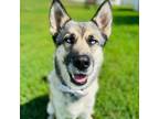 Adopt Bluegill a Husky / Shepherd (Unknown Type) / Mixed dog in Spring Hill